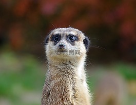 獴,動物,動物園