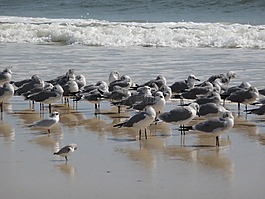 海濱,海灘,冬天