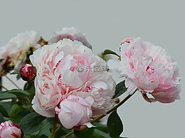 牡丹,開(kāi)花,粉紅色