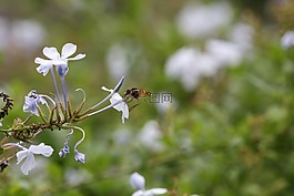 蜜蜂,蜂蜜,花粉