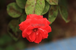 花,玫瑰,紅玫瑰