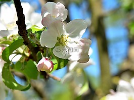 蘋果樹開花,開花,蘋果花