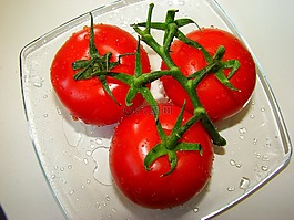 西红柿,蔬菜,在树枝上西红柿