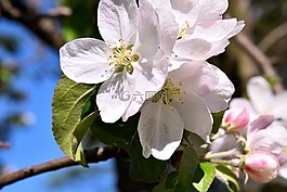 蘋果樹開花,開花,蘋果花
