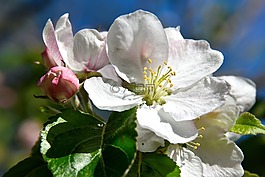 蘋果樹開花,開花,蘋果花