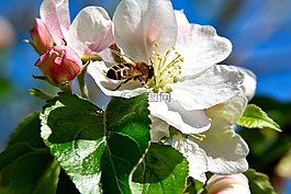 蘋果樹開花,蜜蜂,昆蟲