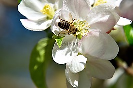 蘋果樹(shù)開(kāi)花,蜜蜂,昆蟲