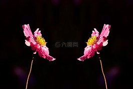 ?？?開花,花