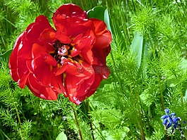 花,紅色,性質(zhì)