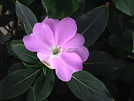 中提琴,紫色,花