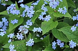 不要忘了我,鮮花,藍(lán)色