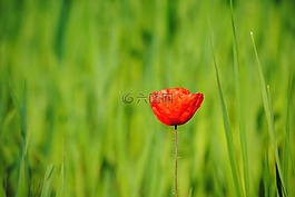 罌粟,花,開花
