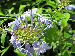 鮮花,紫色,植物