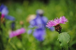 花,字段,草地