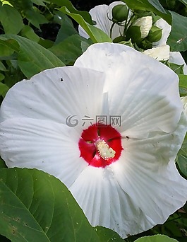 花,白,自然