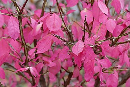 粉紅色,秋天,葉子