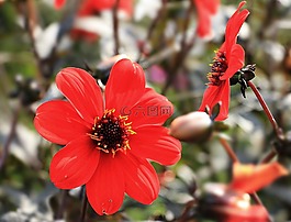 嬌琴紗,花,開花