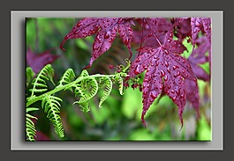 蕨類(lèi)植物,楓,雨