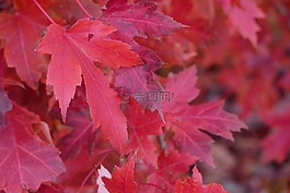 紅色,秋天,葉子