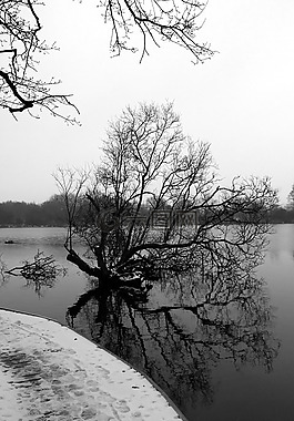 樹,雪,橋