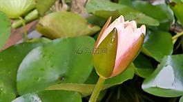 蓮花,荷葉,性質(zhì)