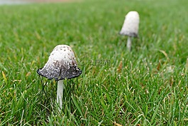 毒菌,蘑菇,草
