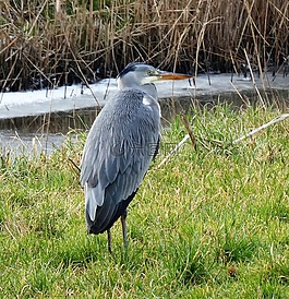 鳥,野生動物,性質(zhì)