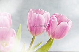 鮮花,郁金香,粉紅色