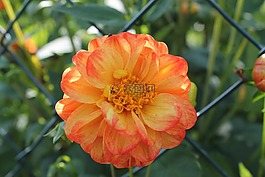 橙花,黃色花,開花