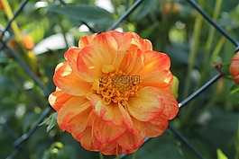 橙花,黃色花,開花