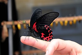 mariposa,昆虫,mariposário