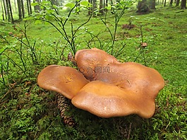 天鵝絨腳 shuffletruffle,蘑菇,裸 shuffletruffle