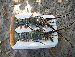 蝦,甲殼動(dòng)物,海