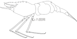 龍蝦,貝類,小龍蝦
