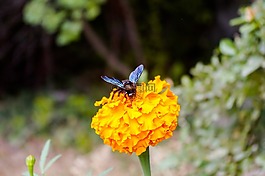 性質(zhì),昆蟲,花卉