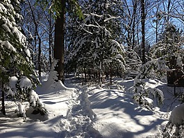 雪,森林,冬天