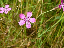 花,草地,開(kāi)花