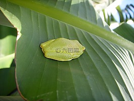 青蛙,綠色,有毒