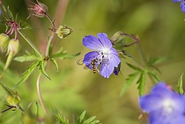 花,昆蟲,hoverfly