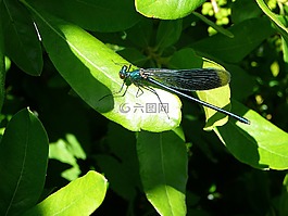 蜻蜓,葉子,昆蟲