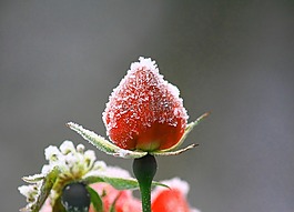 花,玫瑰,粉紅色