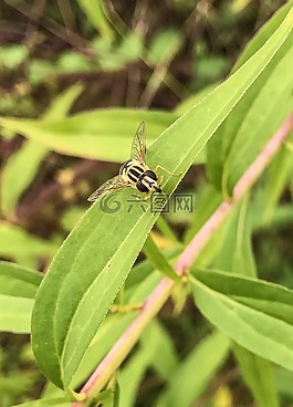 蜜蜂,黃蜂,動(dòng)物