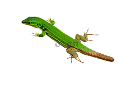 蜥蜴,爬行動(dòng)物,動(dòng)物