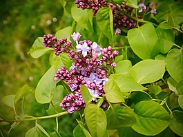 紫丁香,春天,開花