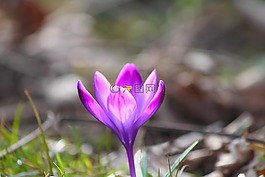 花,藏紅花,自然