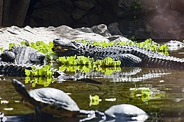 揚(yáng)子鱷,鱷魚,動(dòng)物園