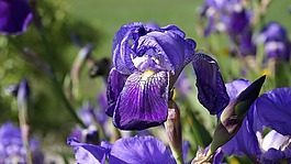 虹膜,花,莉莉