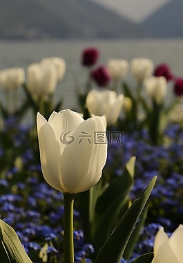 鮮花,黃色,湖
