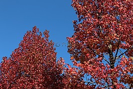 楓葉,紅色的樹,自然