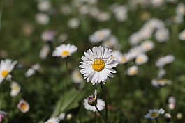 瑪格麗特,花,綠色